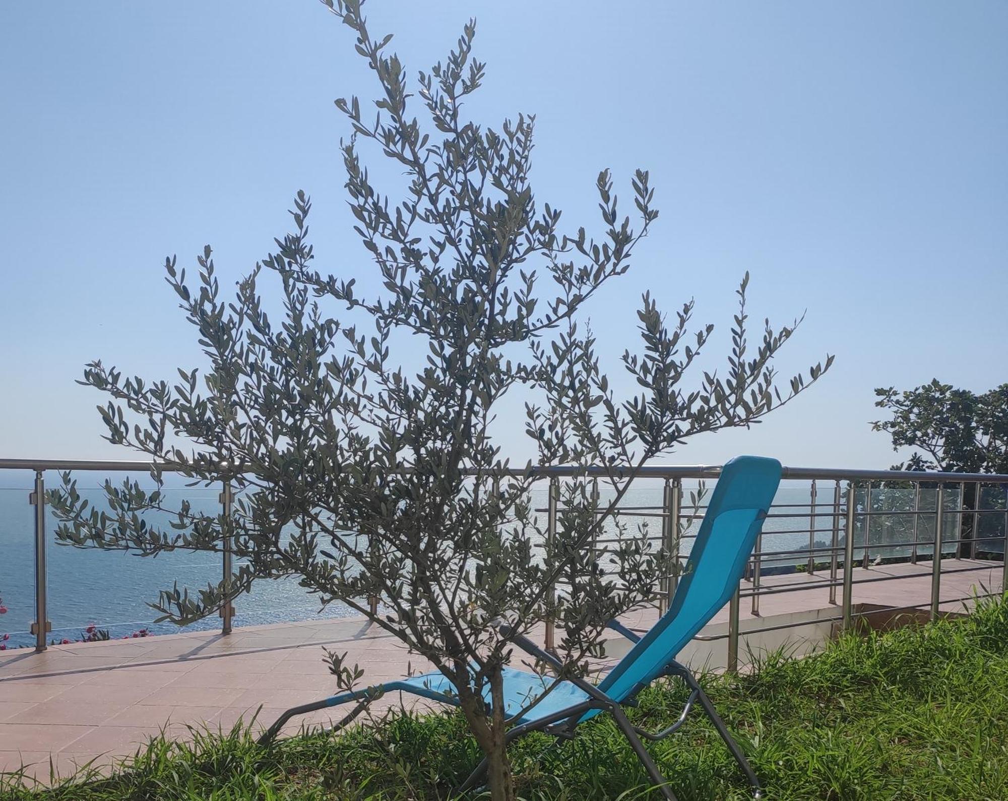 Apartment Oliva Улцин Екстериор снимка